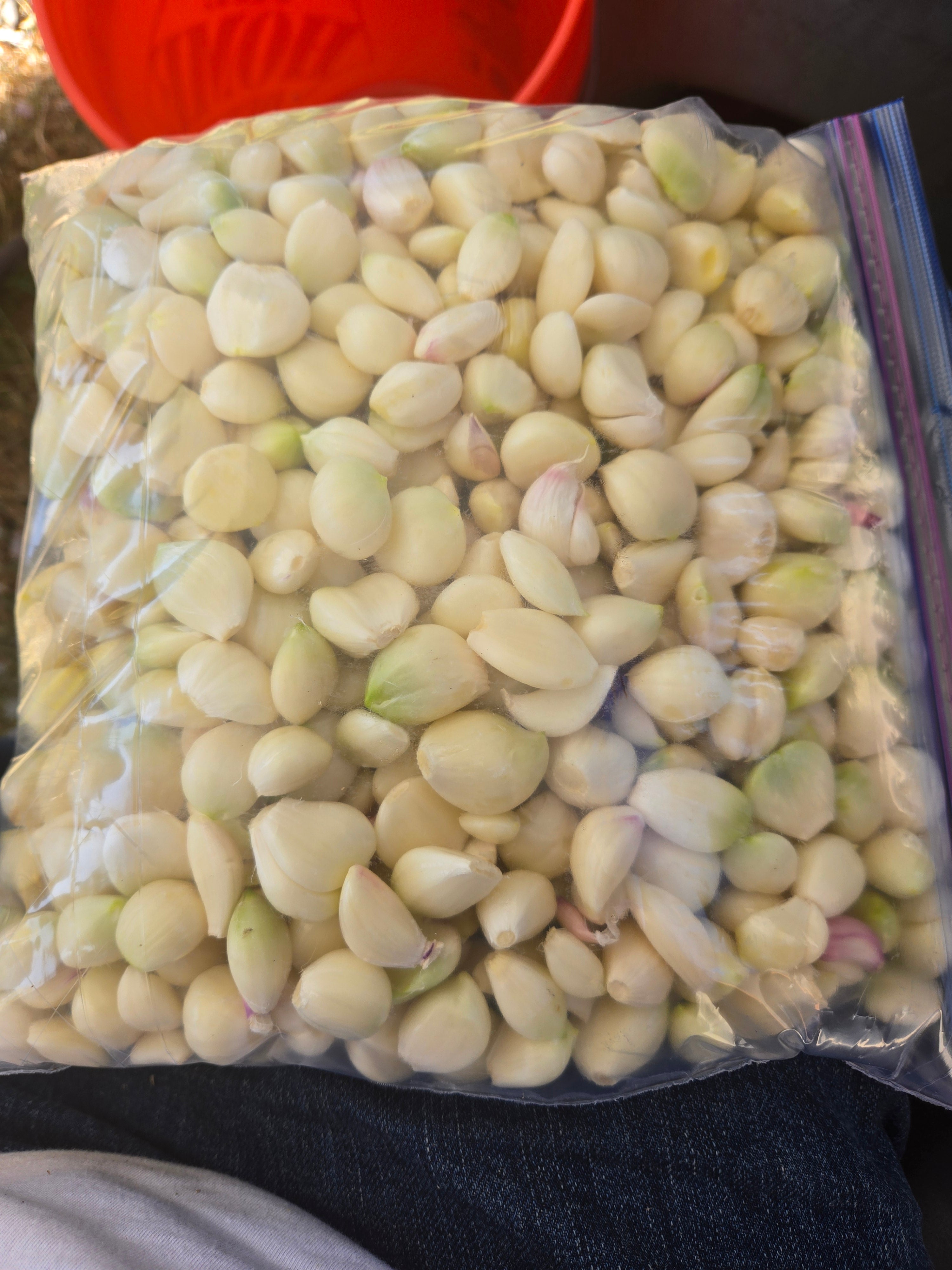 Garlic Powder